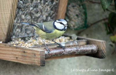 Mésange bleue