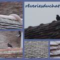 Ca caille !!!!