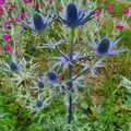 Panicaut (Eryngium Zabelii Big Blue)