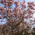 Magnolia for ever ...