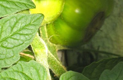 - SUMMERTIME - Tomates et huile sur toile Confiture de tomate -