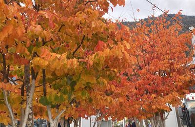Il automne - L'automne, ça meugle...