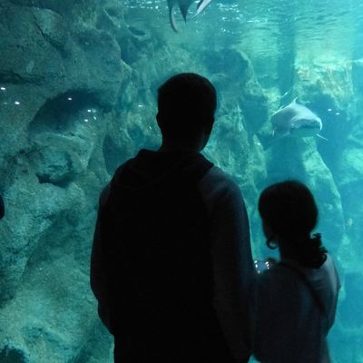 Les Bottes Rouges~11-Poisson