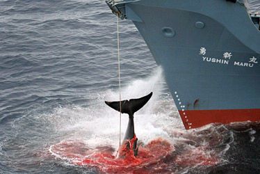 STOPPONS IMMEDIATEMENT LE FUTUR MASSACRE DES BALEINES DANS LE MONDE 