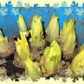 La culture de l'endive 