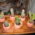 pots pour mes cactus