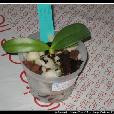 Phalaenopsis cornu-cervi n°2