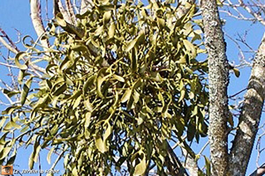 Gui sur arbre