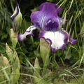Iris violets