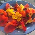 Salade de tomate et fleurs de capucine : photo