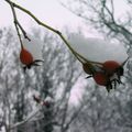 Un soir de neige