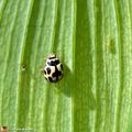 Un prédateur polyphage auxiliaire du jardinier