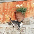 Les chats de Crète