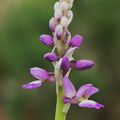 Orchis Mascula