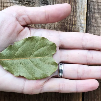 Giono-Melville. À propos d'une feuille de laurier magique 