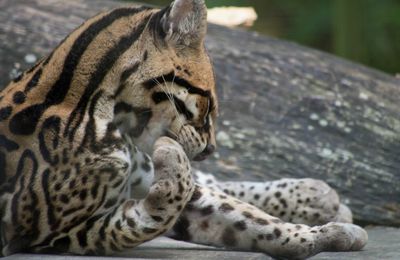 ZOO DE GUYANE