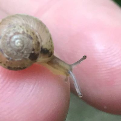 Présentation de mes escargots : Howard et Edgar