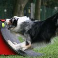 Utoo au flyball