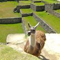 Les lamas du Machu Pichu