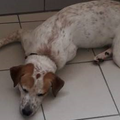 Jeune chien abandonné sur le Lamentin - Urgence la fourrière a déjà été appelée 