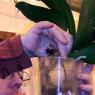 Rempotage, conseils de culture, refloraison des orchidées