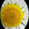 Marguerite