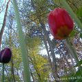 L'éclair me dure ; au printemps