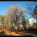 Rando du 16 Janvier 2014 en Forêt de Montargis