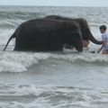 Ici c'est plage pour tous: hommes, femmes et... éléphants