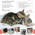 Chatons à l'adoption!