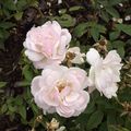 Ce jardin est mis en avant par l' association Les amis des roses orléanaises, qui a un site web