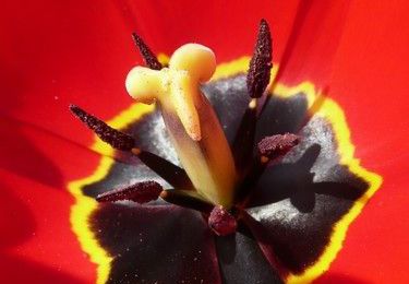 Autre vision d'une tulipe
