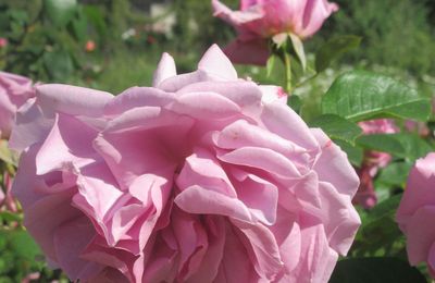 Le Retour des roses au Thabor au 15 mai 2025 (2)