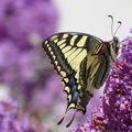 Papillon Machaon