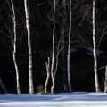 Forêt noir et bouleaux blanc, bord de tourbière