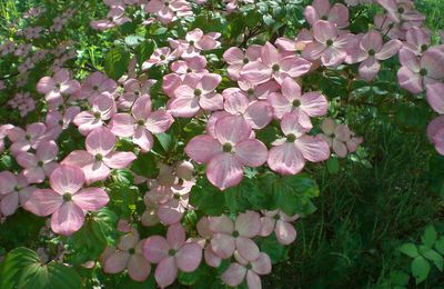 Cornus Kousa: un arbuste beau en toutes saisons…!