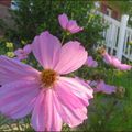 J'aime "mes" Cosmos ......