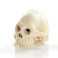 An ivory okimono of a  skull, Japan, signed Tomochika, Meiji period