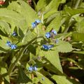 Une plante sauvage peu commune…