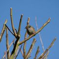 petit oiseau sur la branche