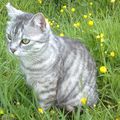 Charmant chat gris dans l'herbe