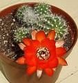 cactus rouge