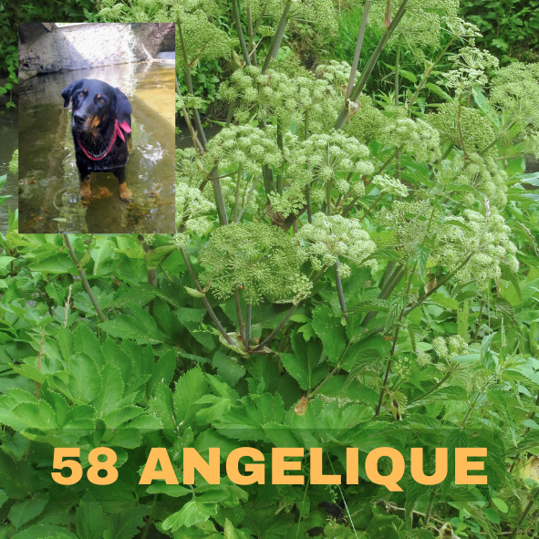 angélique, angelica archangelica, herbe aux anges, 