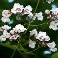 Fleur de Catalpa - Une grappe Informations Prises