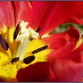 Visite au coeur d'une de mes tulipes....