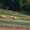 chamois au soleil, il y avait longtemps...qu'il n'y avait pas eu de soleil!!