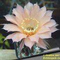 Echinopsis cv