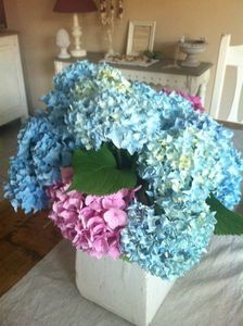 Mes hortensias !!!