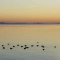 fin de journée sur le lac, 