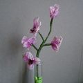 Orchidée